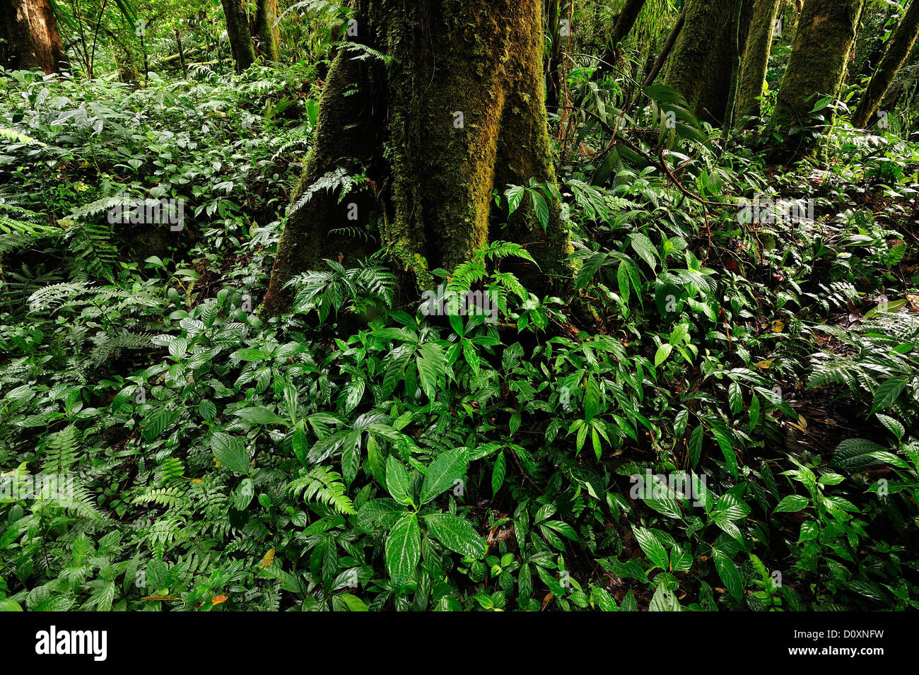 Jungle, tropical forest, cloud forest, rain forest, wet, green, Parque Nacional de Amistad, national park, UNESCO, Boquete, Pana Stock Photo