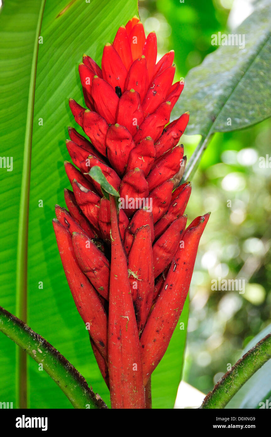 Flowers, Sitio Barrilles, Archeological Site, Volcan, Panama, Central America, Stock Photo