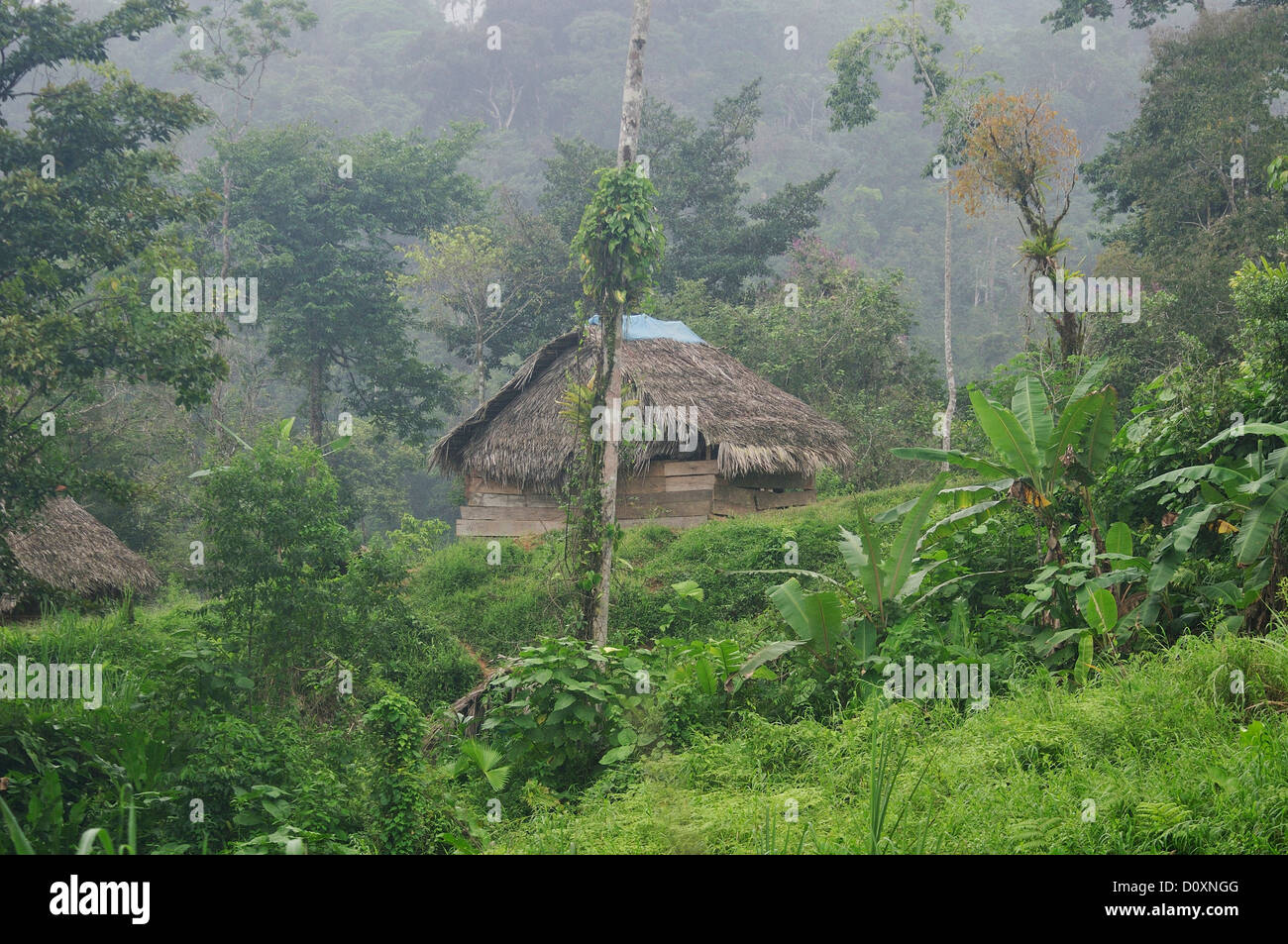 Hut, straw, roof, village, remote, tropical, Home, forest, Los Alvarados, Valle Abajo, Panama, Central America, Stock Photo
