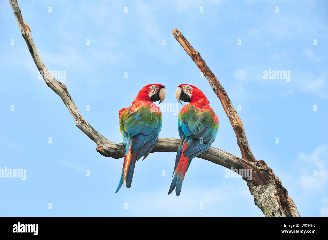 Parrots, Caribbean sea, Bocas del Toro, bird, Isla Colon, Panama, Central America, Stock Photo