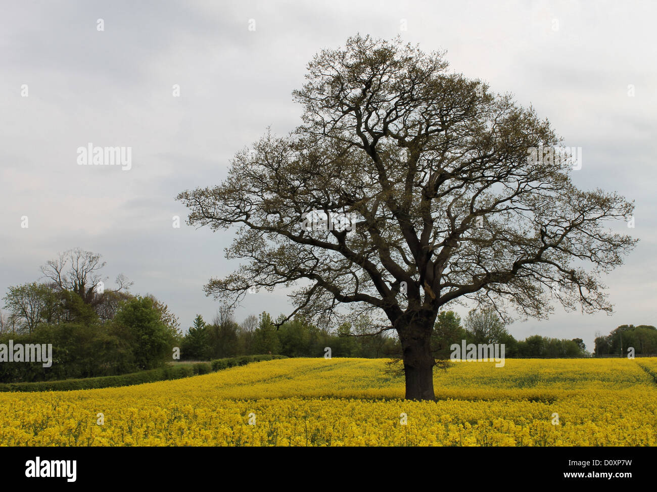 A lone oak tree in a field of yellow flowers hi-res stock photography ...