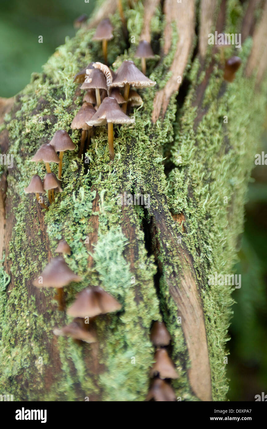 Mushrooms growing on a tree on the Cleveland way Stock Photo - Alamy