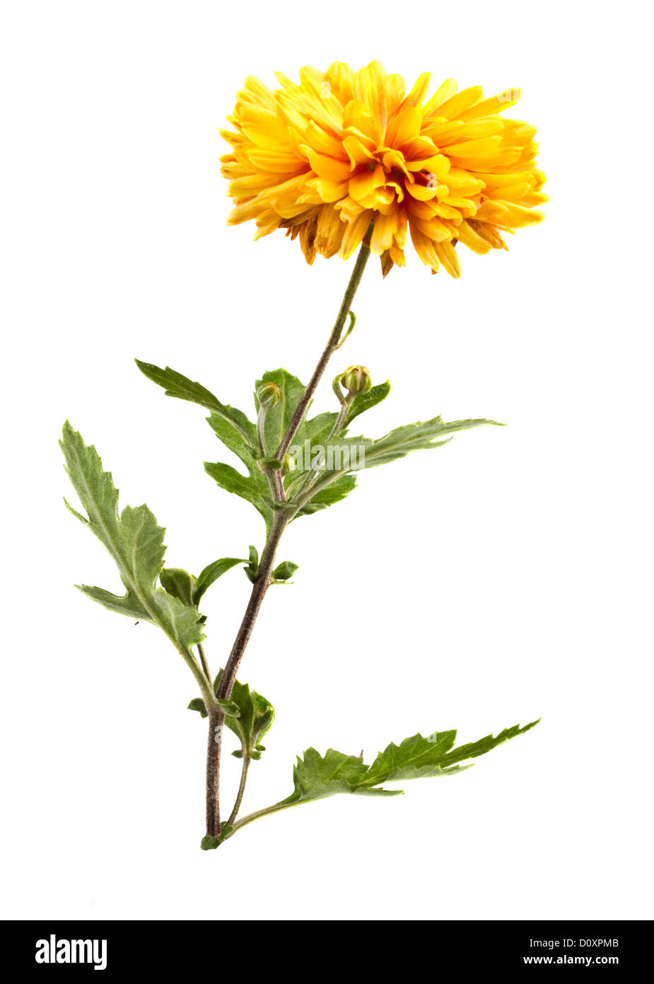 Chrysanthemum plants Cut Out Stock Images & Pictures Alamy