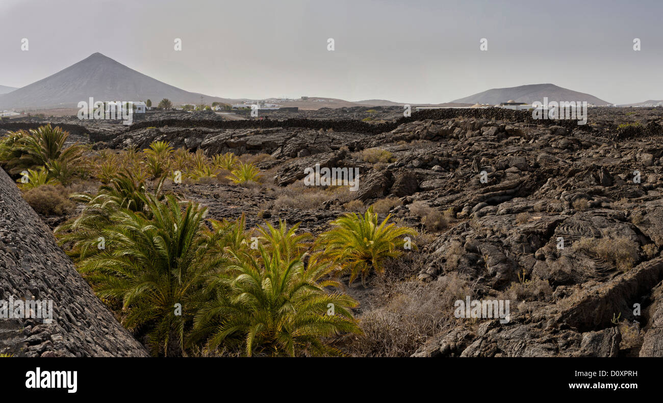 Spain, Lanzarote, Tahiche, Lava field, landscape, forest, wood, trees, summer, mountains, hills, Canary Islands, Stock Photo