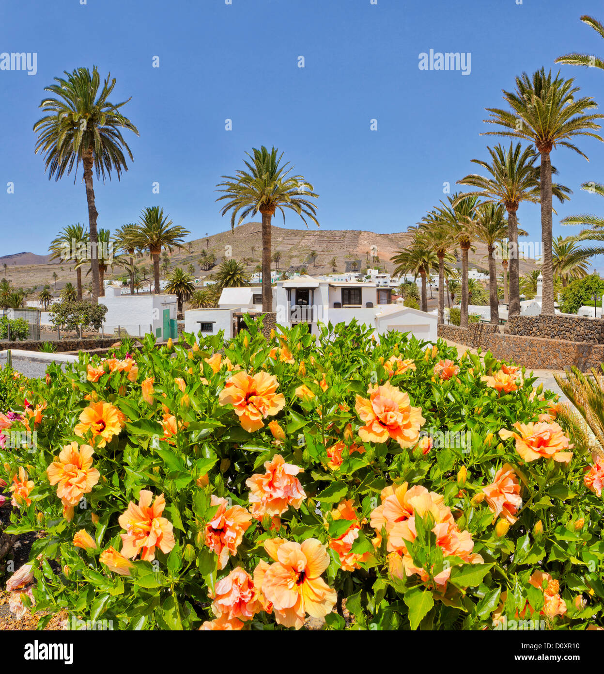 Spain, Lanzarote, Haria, village of the 1000 palm trees, city, village, flowers, trees, summer, mountains, hills, Canary Islands Stock Photo
