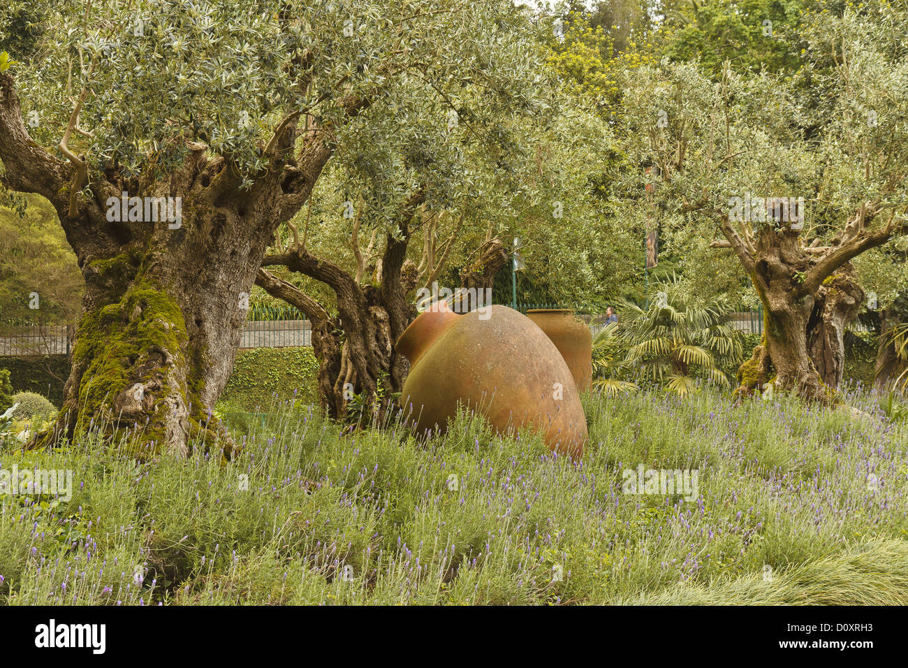 Madeira Portugal Ancient Olive Trees Stock Photo Alamy