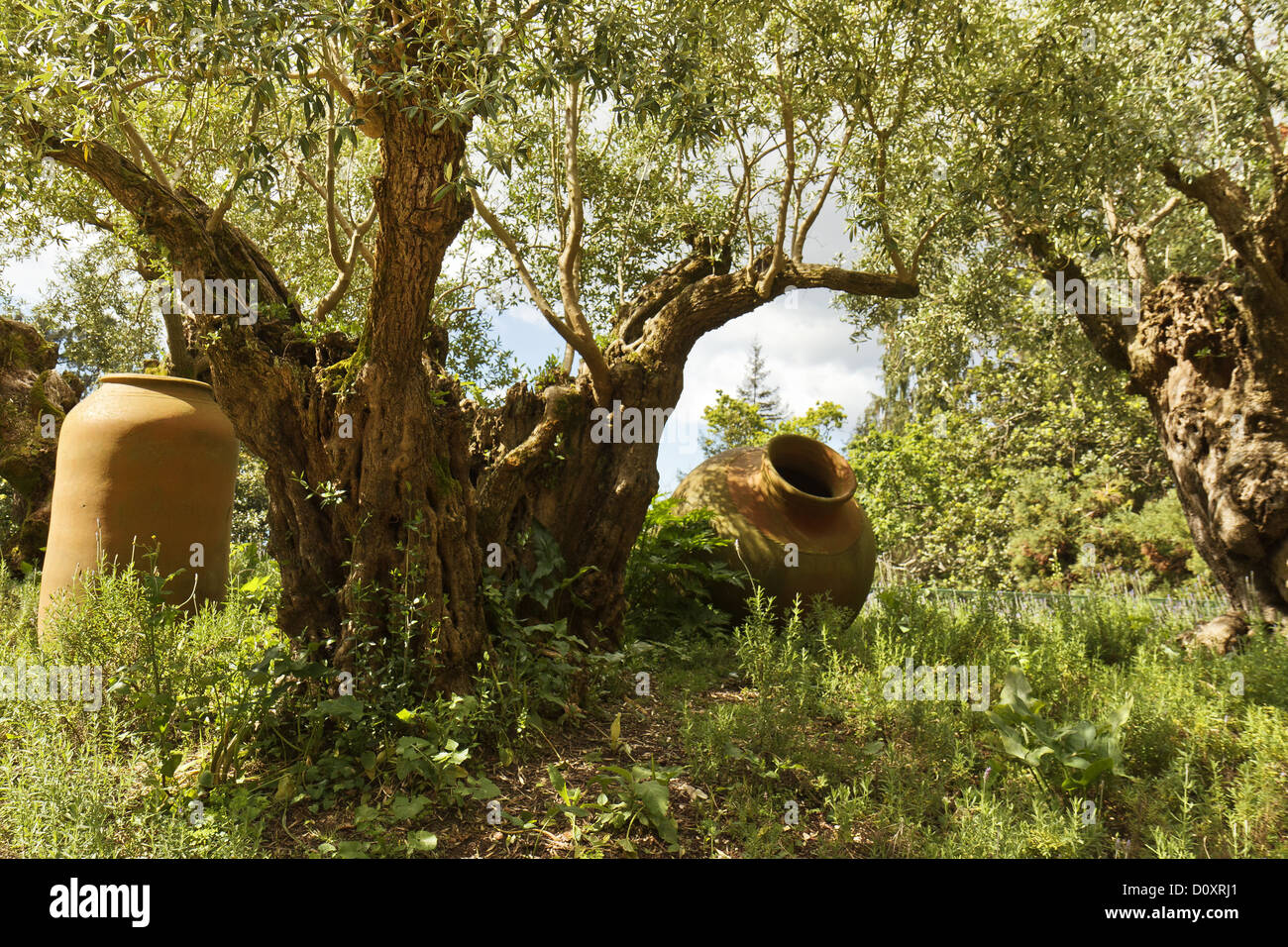Madeira Portugal Ancient Olive Trees Stock Photo Alamy