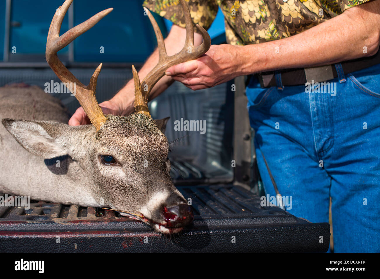 Hunter presents head and antlers of a killed Whitetailed Deer buck Stock Photo