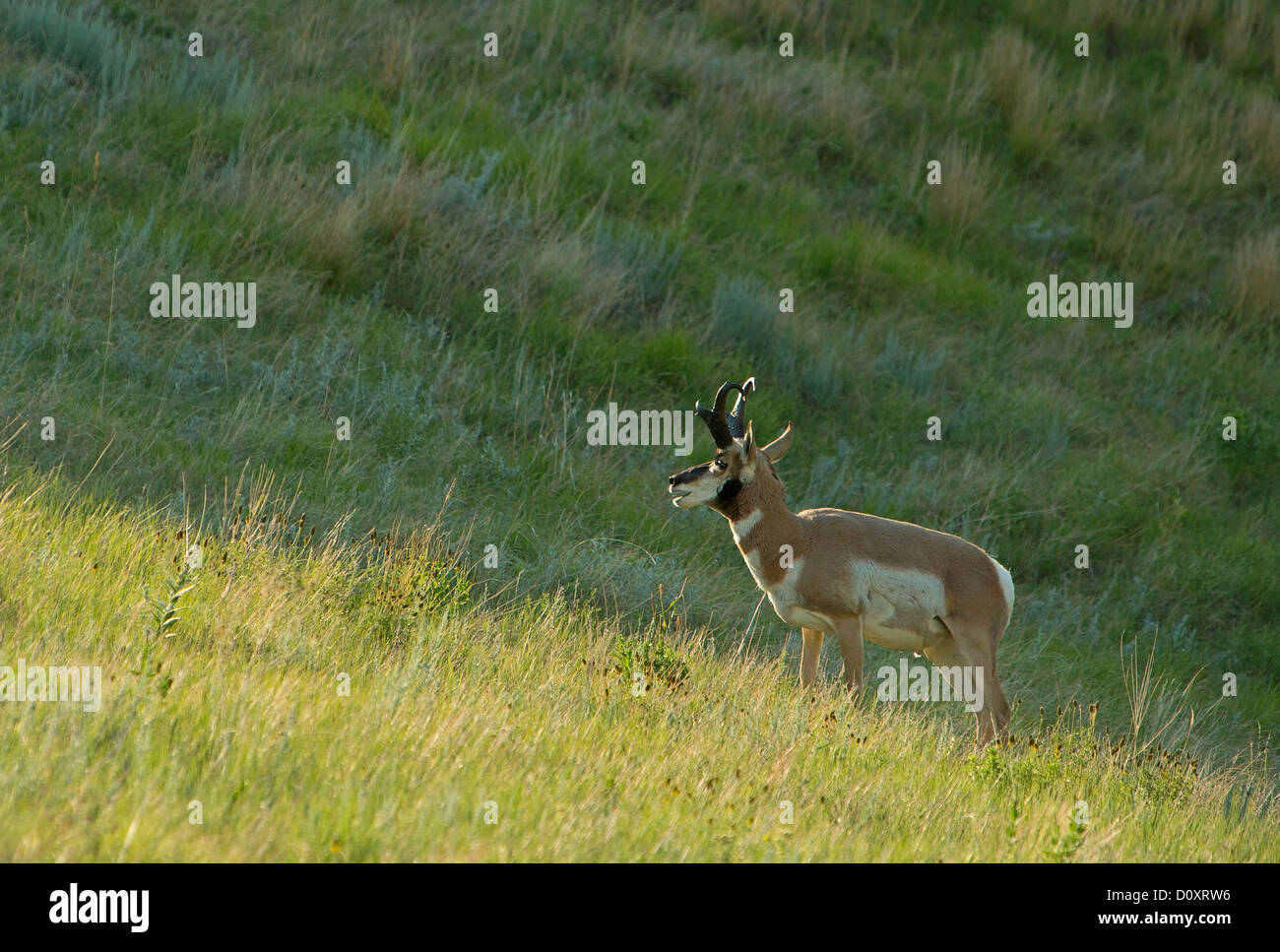 USA, United States, America, Pronghorn Antelope, Black Hills, prairie