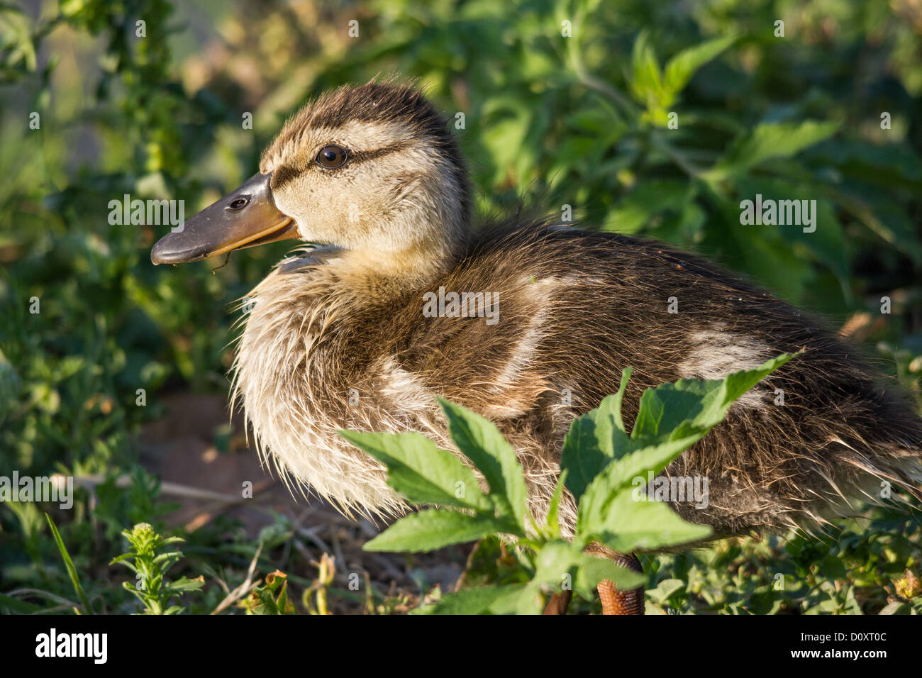 mallard duckling Stock Photo
