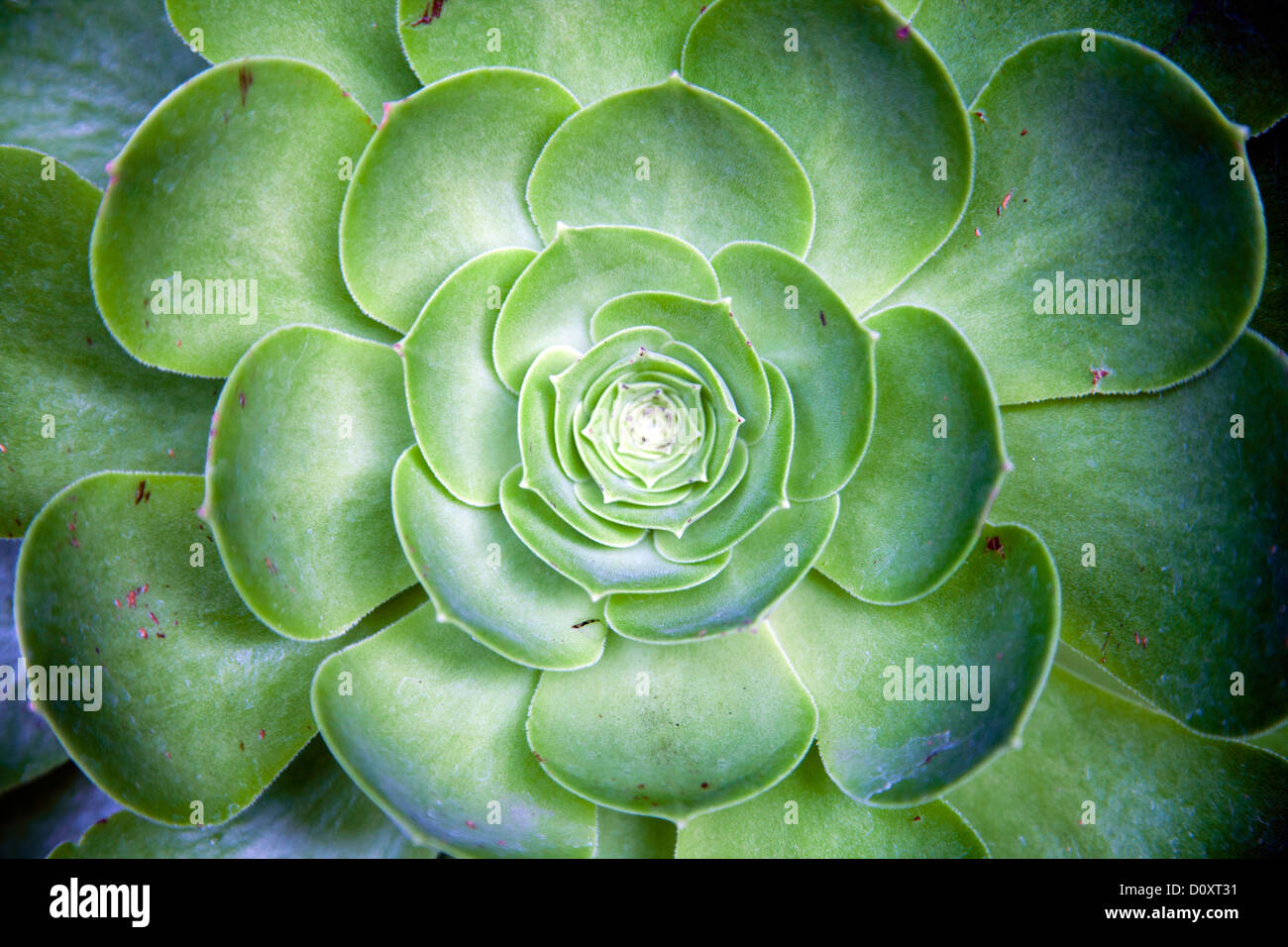 Aeonium undulatum in Mexico Stock Photo