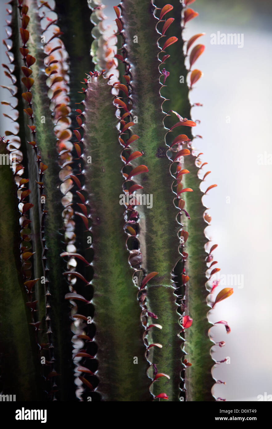 Cactus With little red leaves Stock Photo - Alamy