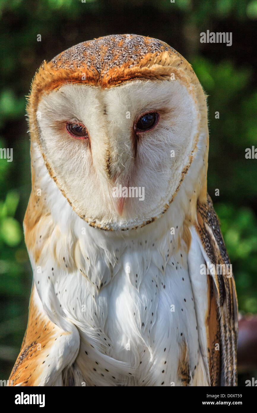 Barnyard Owl Stock Photo
