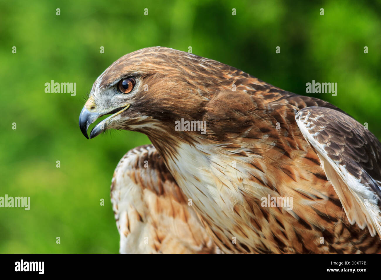Red-tailed Hawk Stock Photo