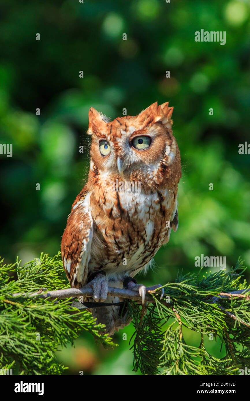 astern Screech Owl Stock Photo
