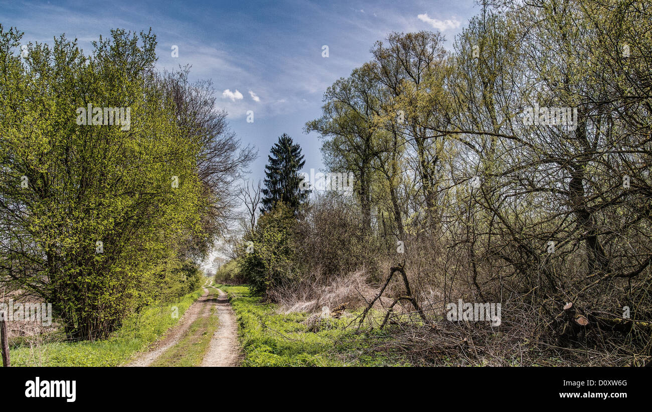 Trees, humid area, canton, Bern, nature, nature reserve, Switzerland, Europe, white willows, wood, forest, road, way, Wengi, Wen Stock Photo