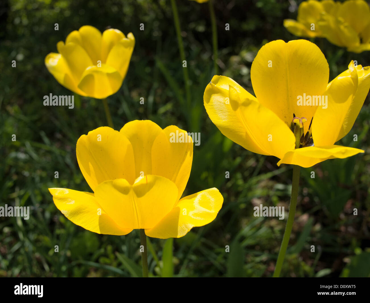 Flower, blossom, spring, garden, Yellow, tulips Stock Photo