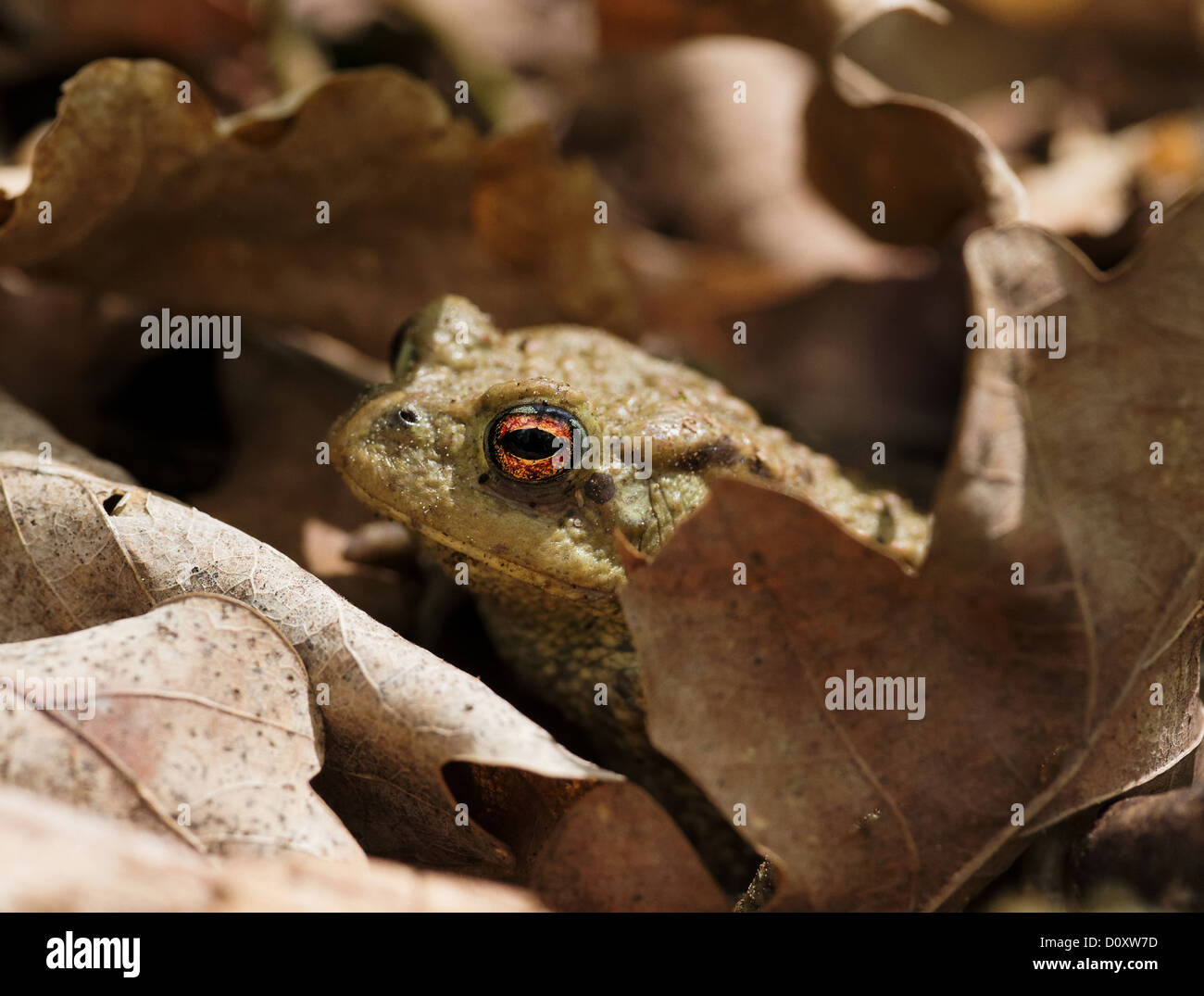 Amphibians, Bufo bufo, Burgdorf, toad, common toad, fauna, frog, frogs, canton, Bern, toad, Amphibians, nature, Switzerland, Eur Stock Photo