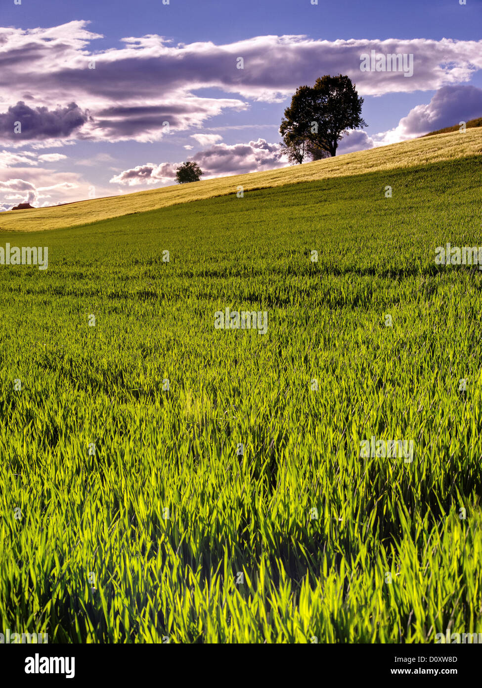 Field, tree, group of trees, field, grain, grain-field, cornfield, sky, canton, Bern, grain, grain field, agriculture, Rüti bei Stock Photo