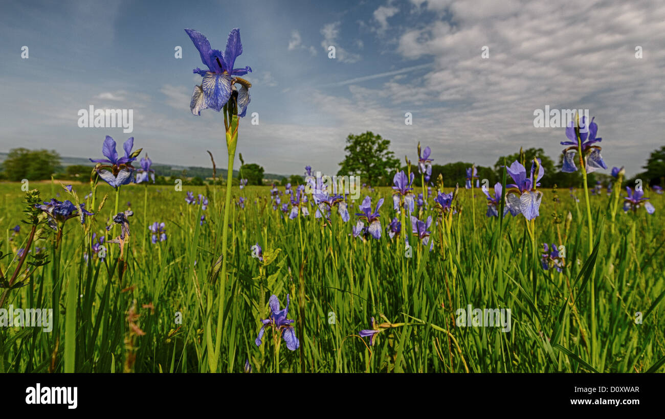 Blue, flower, blossom, wet grassland, iris sibirica, canton, Aargau, lily, Merenschwand, nature, Reusstal, Switzerland, Europe, Stock Photo