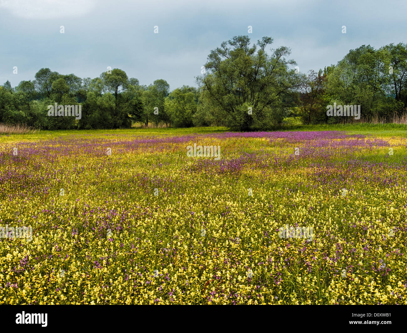 Meadow, Pasture, alluvial forest, flower carpet, flower meadow, blossom, spring, Hasplen, canton, Zug, ragged robin, Maschwanden Stock Photo
