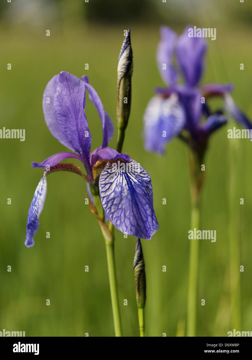 Blue, flower, blossom, wet grassland, iris sibirica, canton, Aargau, lilies, Merenschwand, nature, Reusstal, Switzerland, Europe Stock Photo