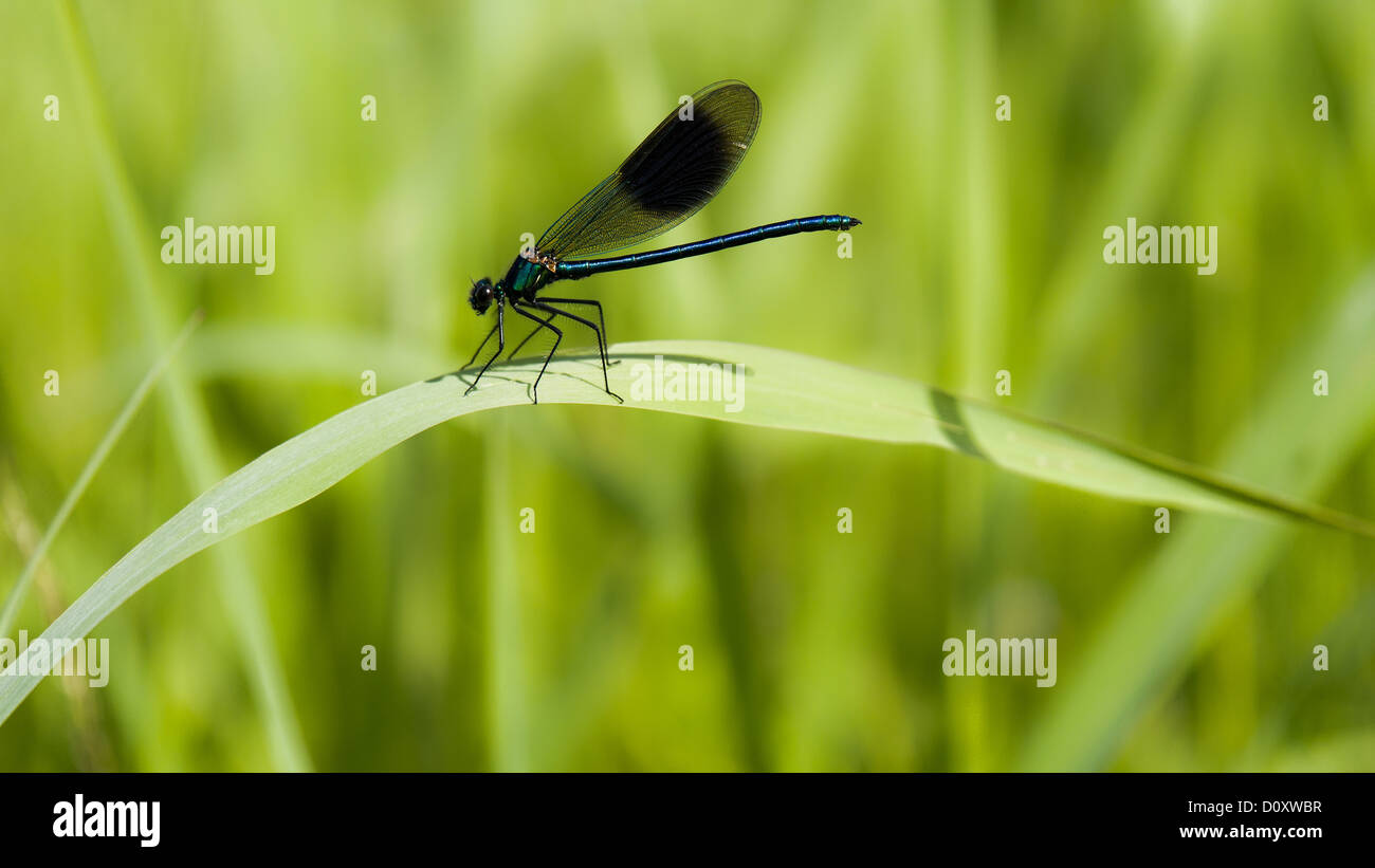 Creek, Calopteryx splendens, fauna, riverside, banded demoiselle, Hasplen, insect, Invertebrata, canton, Zug, dragonfly, Lorze, Stock Photo