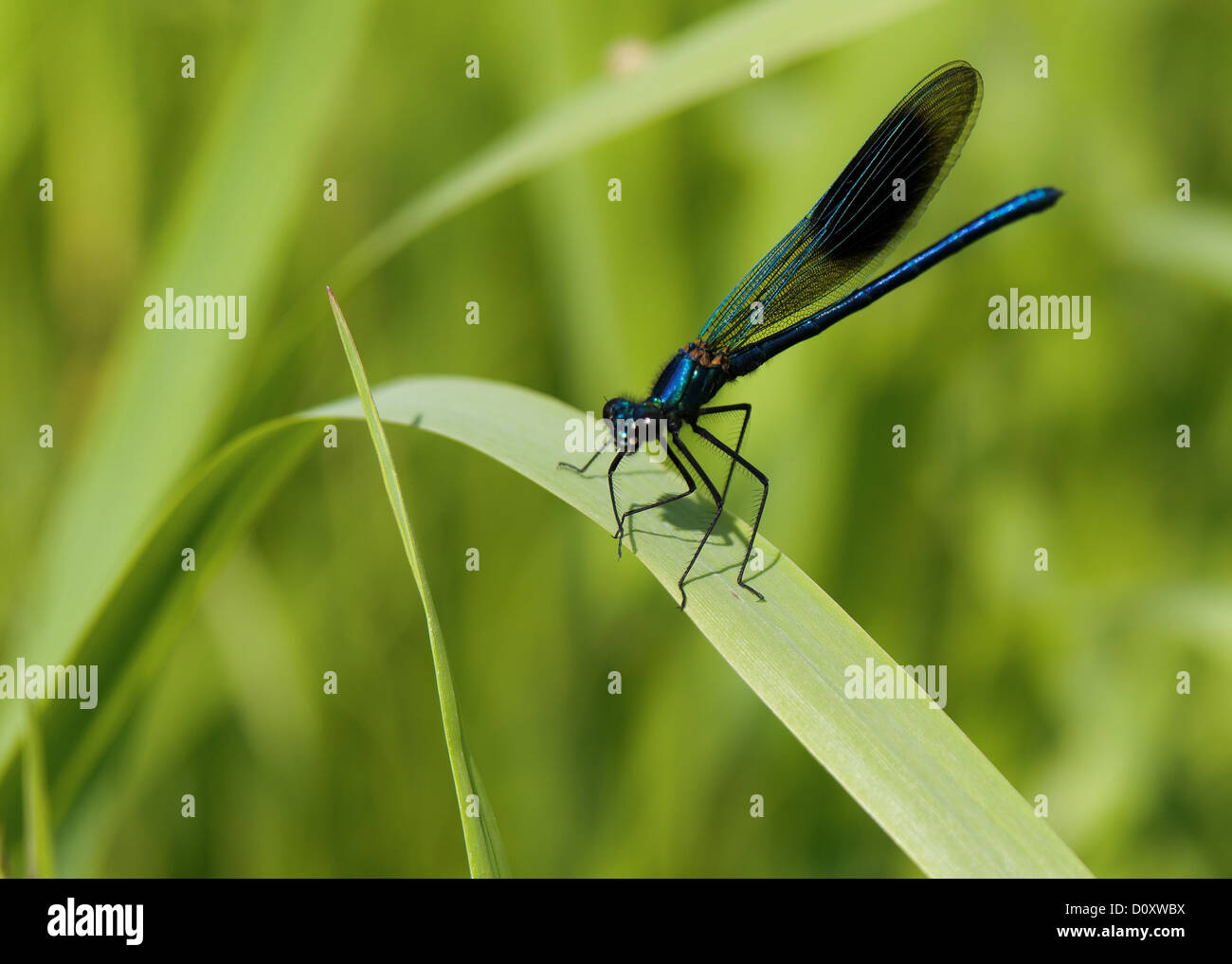 Creek, Calopteryx splendens, fauna, riverside, banded demoiselle, Hasplen, insect, Invertebrata, canton, Zurich, dragonfly, Lorz Stock Photo