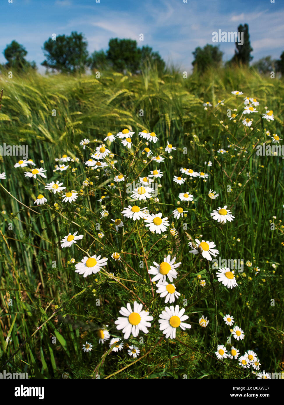 Field weed, Asteraceae, real camomile, barley field, grain-field, cornfield, remedial plant, camomile, canton, Bern, Lotzwil, Ma Stock Photo