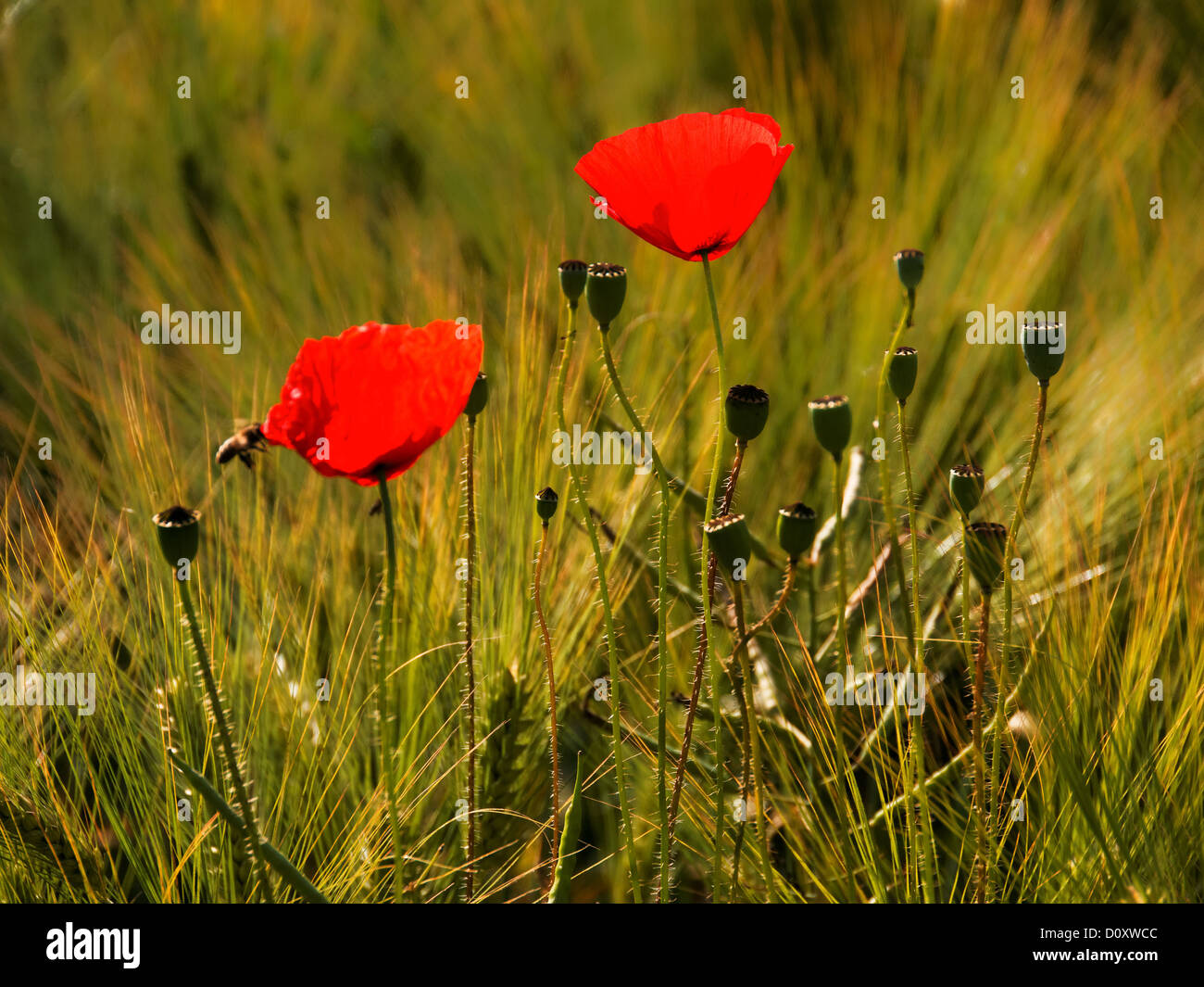 Field, flowers, flower, blossom, field, flora, barley, Hordeum, canton, Bern, clap poppy, grain field, agriculture, poppy, Niede Stock Photo
