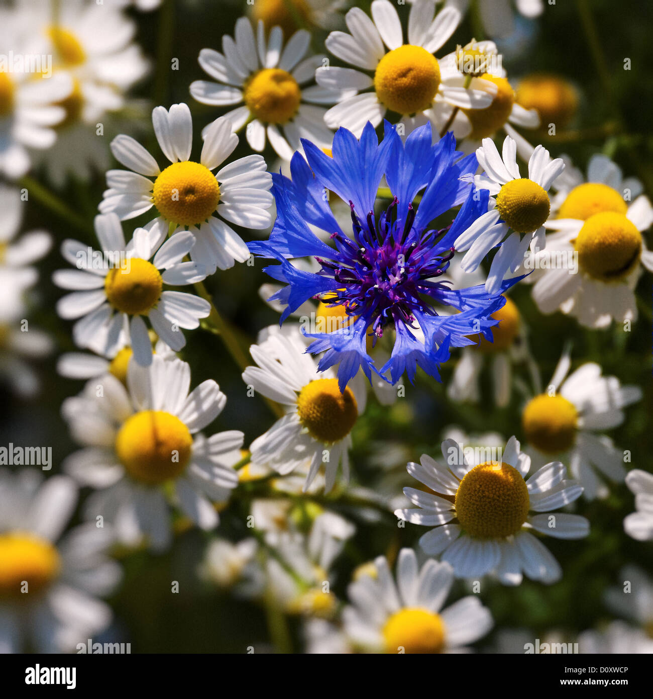 Blue, blossom, Centaurea cyanus, flora, camomile, canton, Bern, cornflower, agriculture, Matricaria chamomilla, Niederösch, Rude Stock Photo