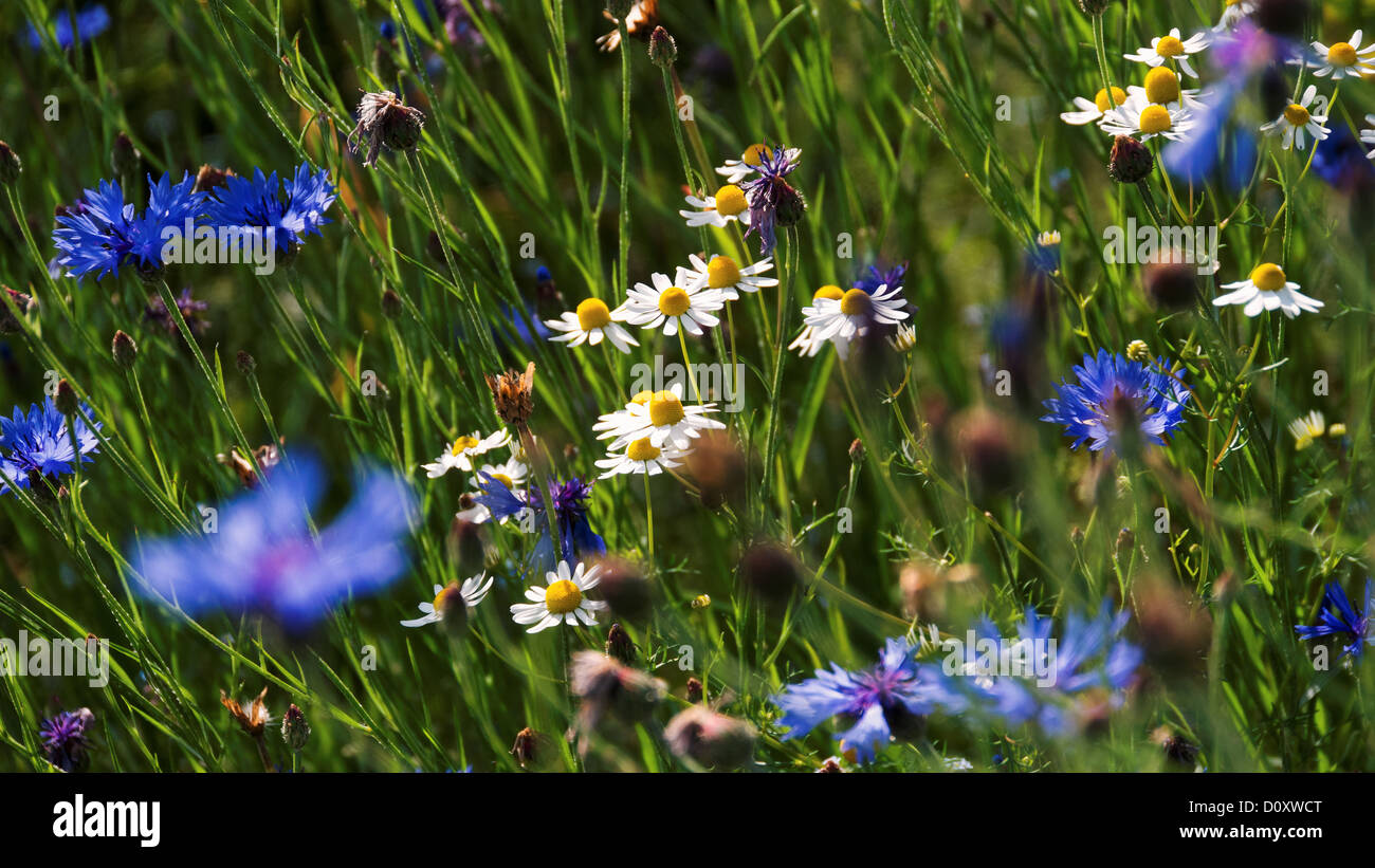 Blue, Centaurea cyanus, flora, camomile, canton, Bern, cornflower, agriculture, Matricaria chamomilla, Niederösch, Ruderal, flor Stock Photo