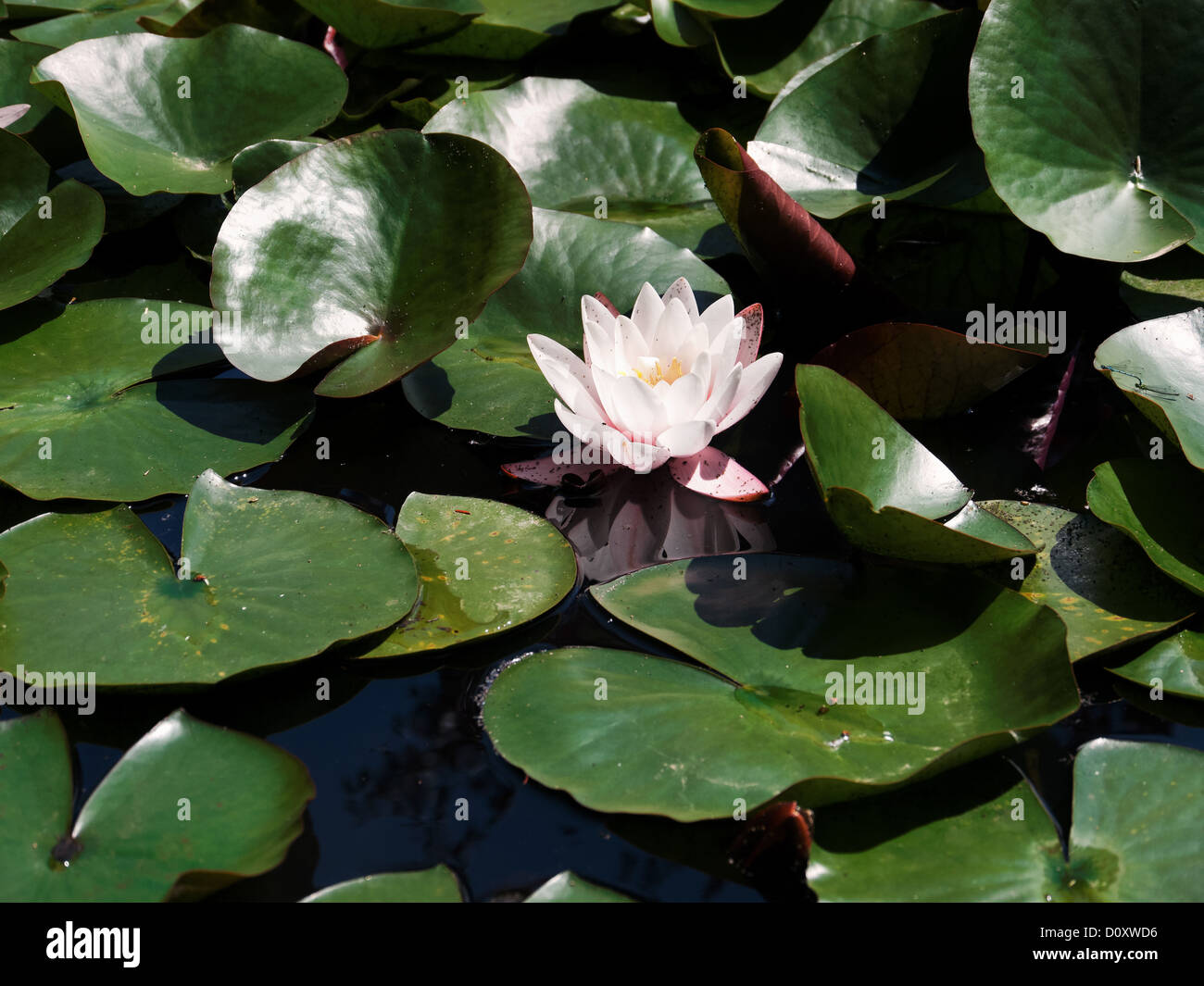 Biotope, flower, blossom, Burgdorf, garden pond, canton, Bern, Nympaea alba, Switzerland, Europe, swimming, leaves, water lily, Stock Photo