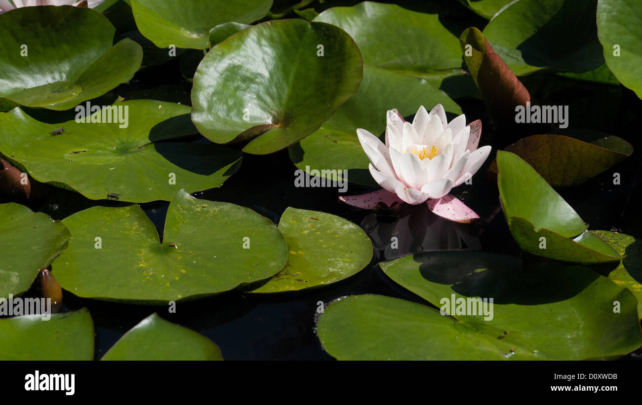Biotope, flower, blossom, Burgdorf, garden pond, canton, Bern, Nympaea alba, Switzerland, Europe, swimming, leaves, water lily, Stock Photo