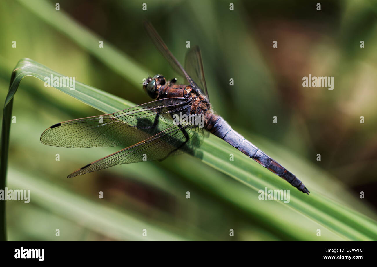 Fauna big great blue arrow Inkwilersee insects canton Solothurn dragonflies nature Orthetrum cancellatum Switzerland Stock Photo