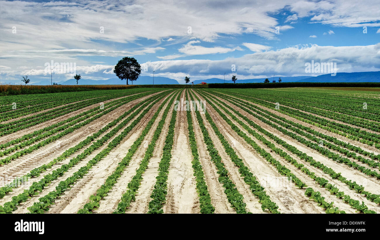 Field, field, big, great, moss, sky, horizon, skyline, canton, Bern, culture, agriculture