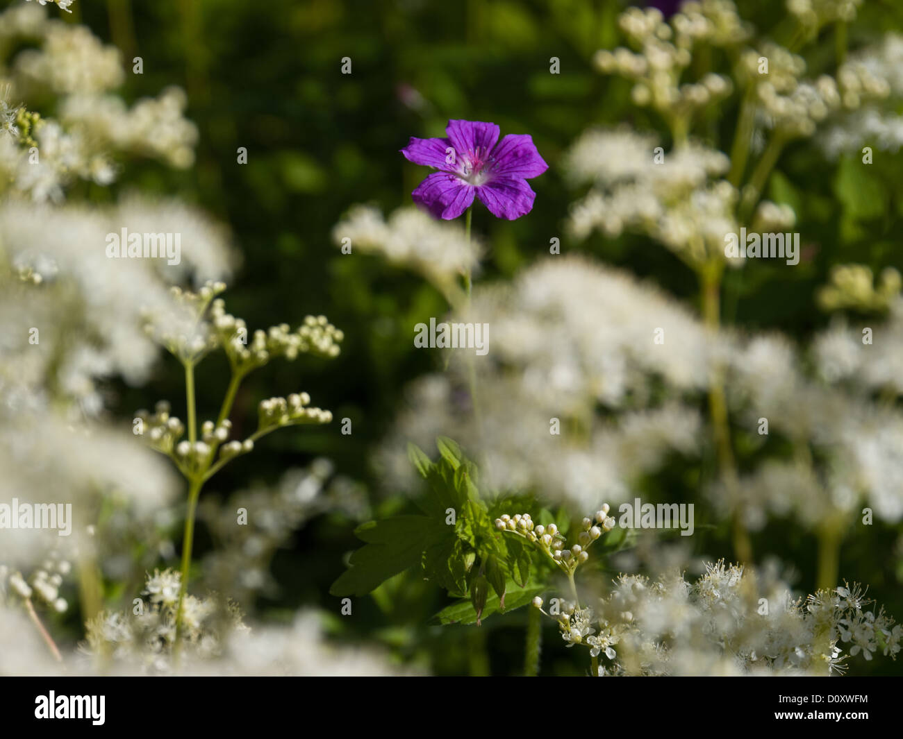 Flower, blossoms, flourishes, geranium, canton, Bern, Orvin, Switzerland, nature, plant, violet Stock Photo