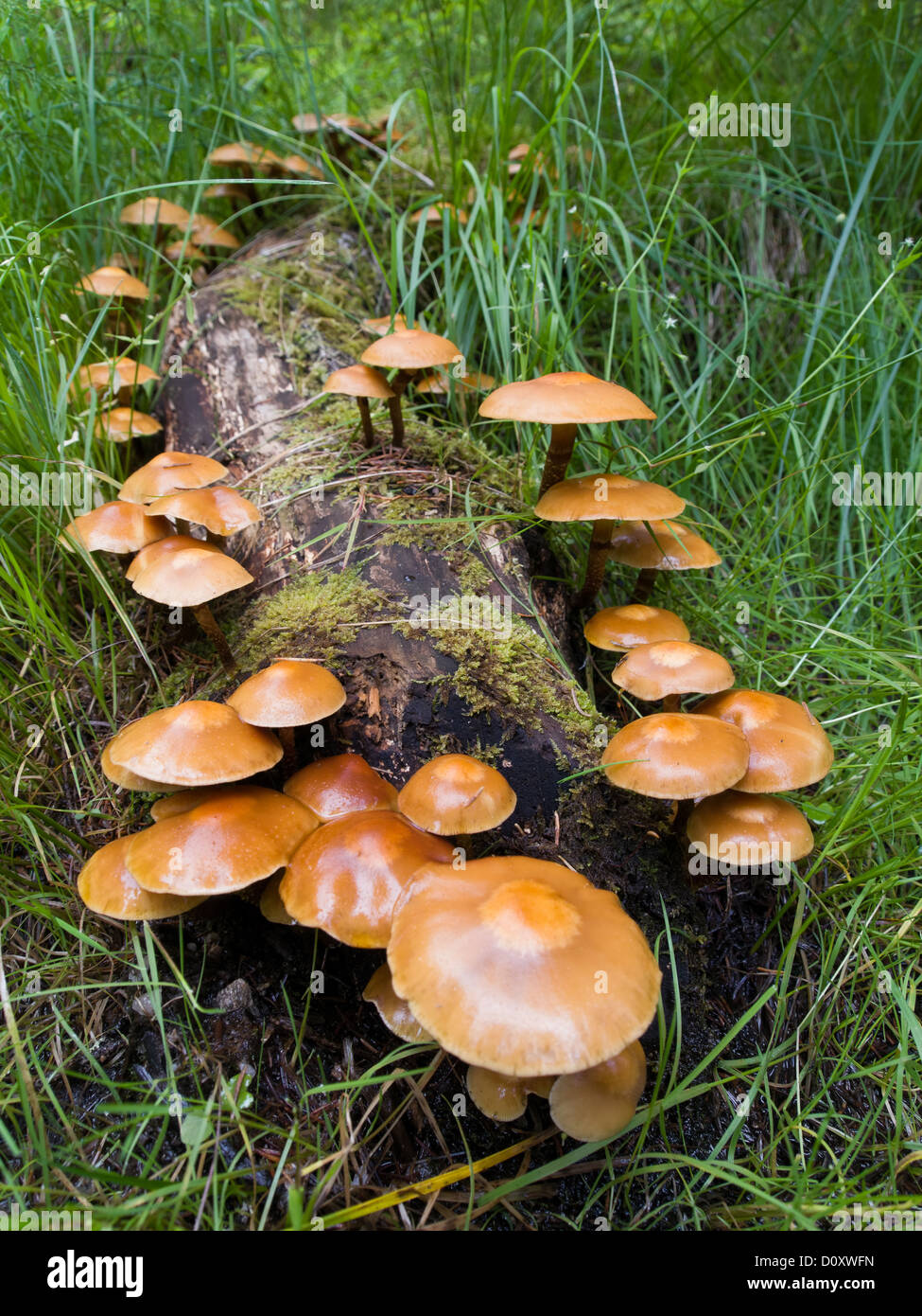 agaruc, gill fungus, mushroom, Buskerud, spruce forest, flora, Kuehneromyces mutabilis, nature, Norge, Norway, Scandinavia, Snar Stock Photo