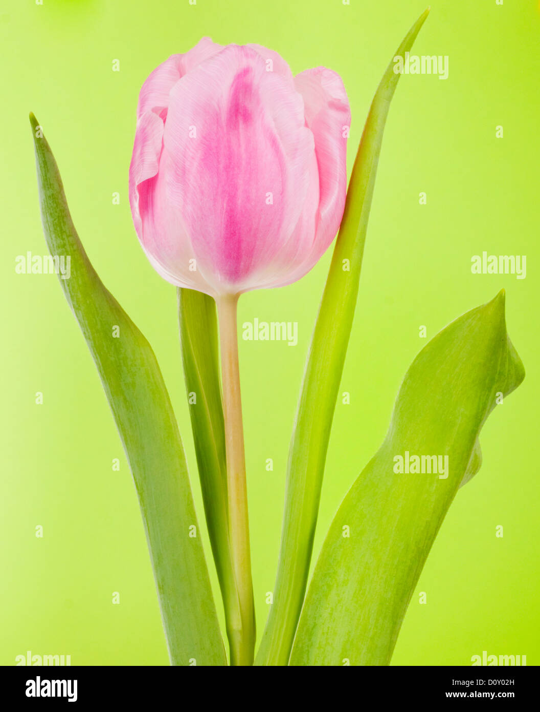 Pastel pink tulip hi-res stock photography and images - Alamy