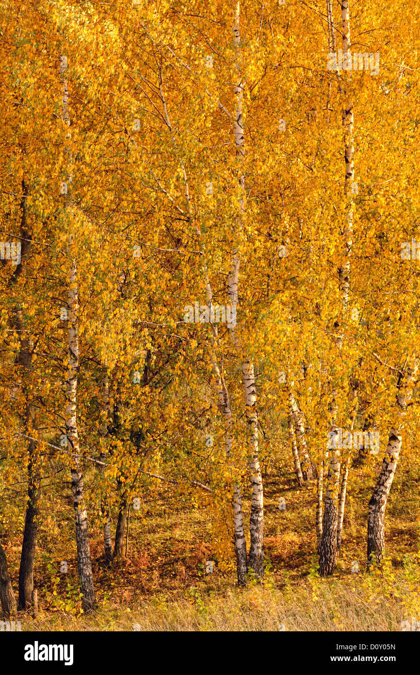 Birch trees grove Stock Photo - Alamy