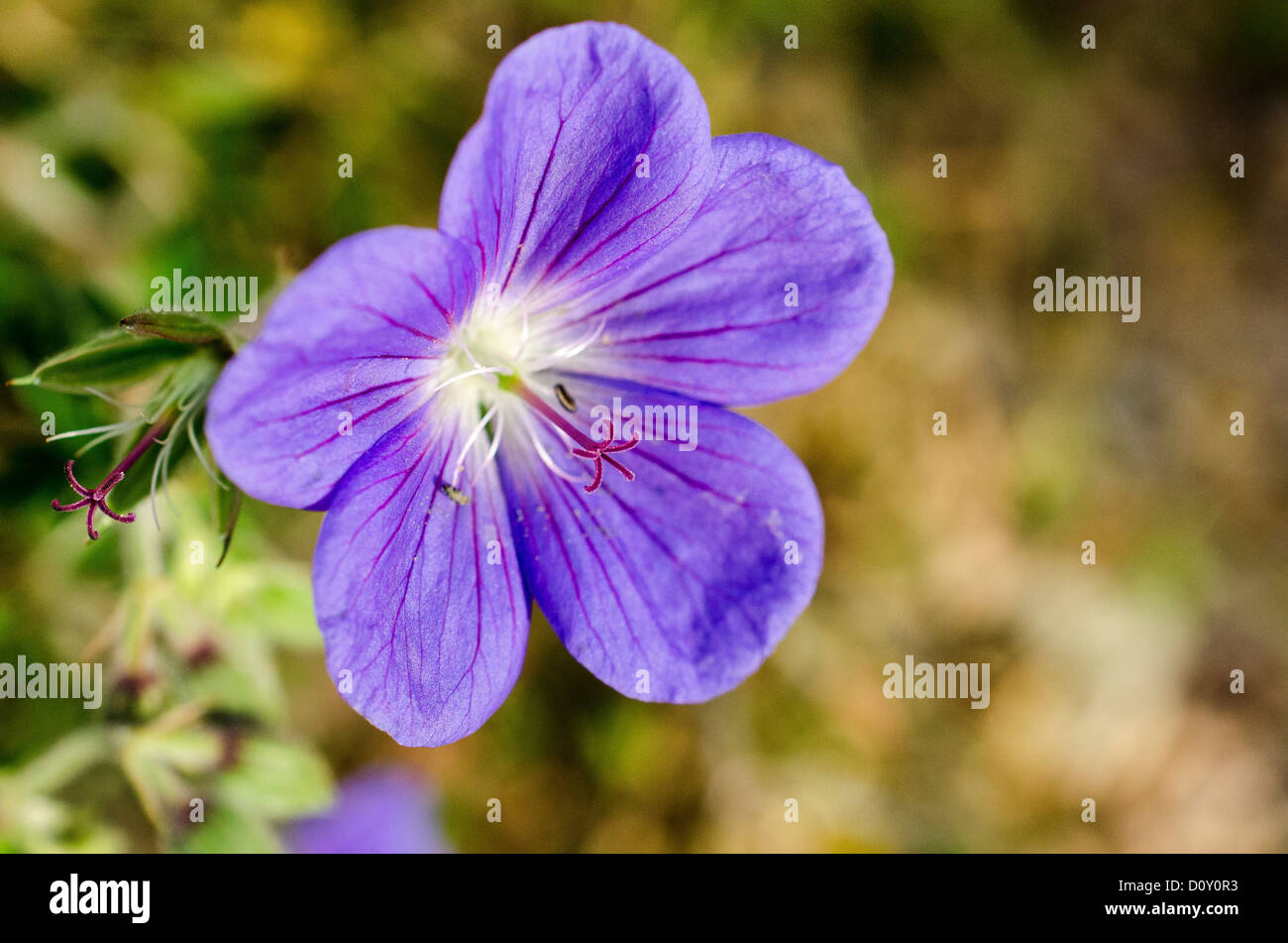 Campanula  bellflower (?) Stock Photo