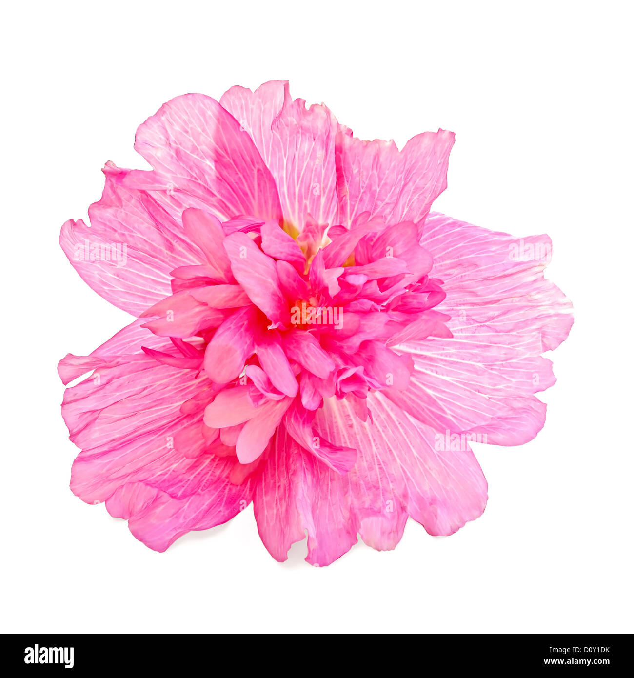 Pink mallow flower isolated on white background Stock Photo - Alamy