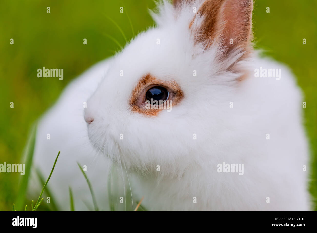 White cute rabbit on green background Stock Photo - Alamy