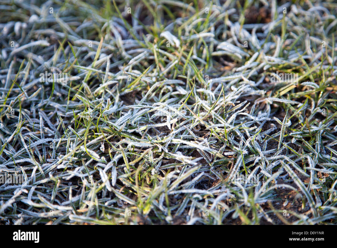 Frost on Lawn Stock Photo Alamy