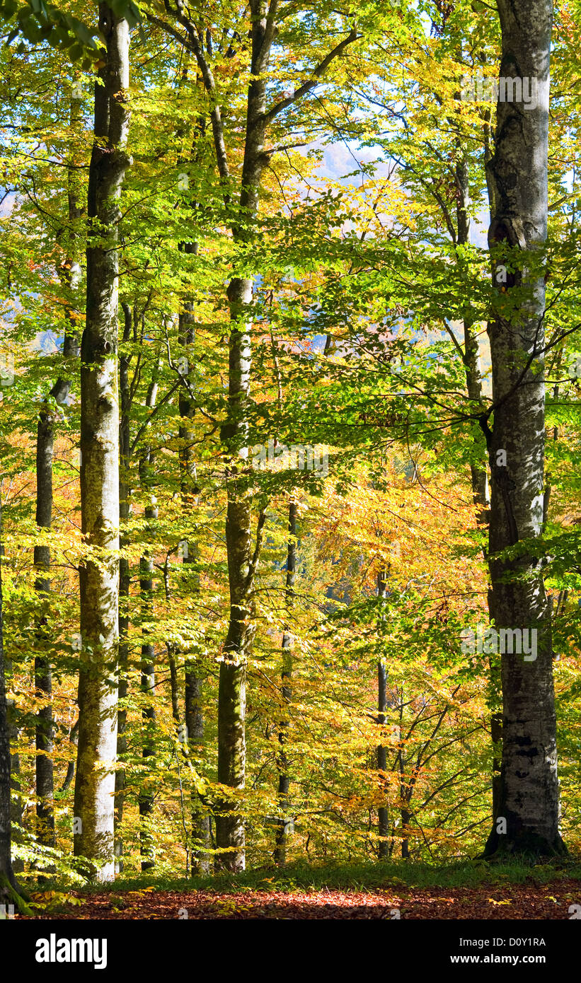 Carpathian beech forest hi-res stock photography and images - Alamy