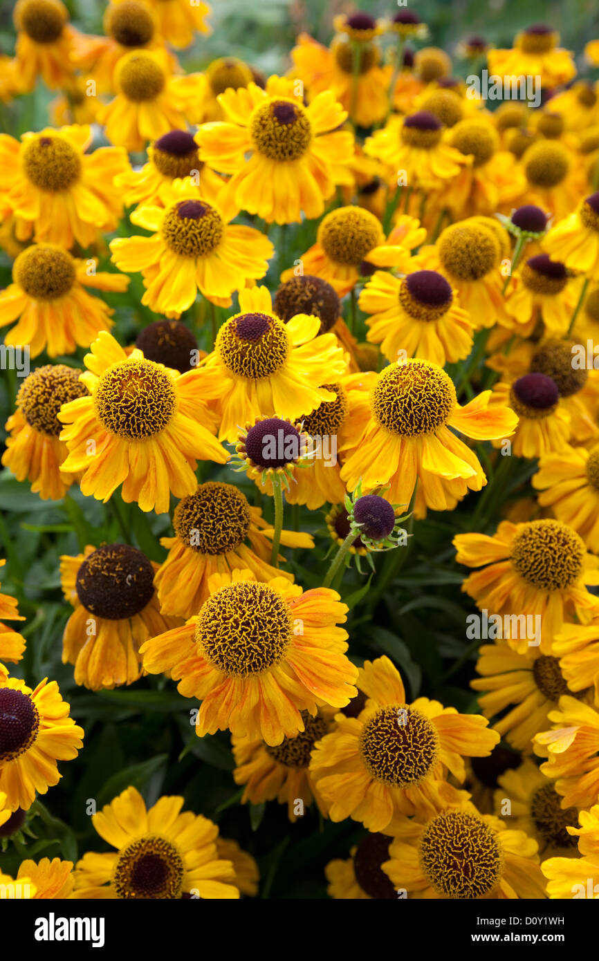 Yellow Coneflowers in summer bedding, England, UK Stock Photo