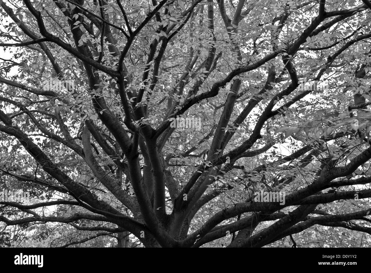 Beautiful black and white image of a tree's upward branches taken in autumn. Stock Photo