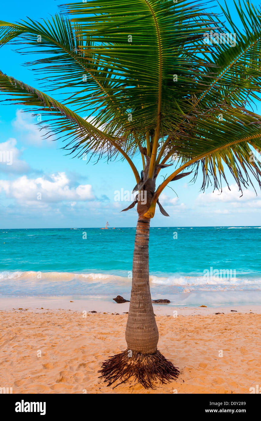 beach Punta Cana Dominican Republic caribbean Stock Photo - Alamy
