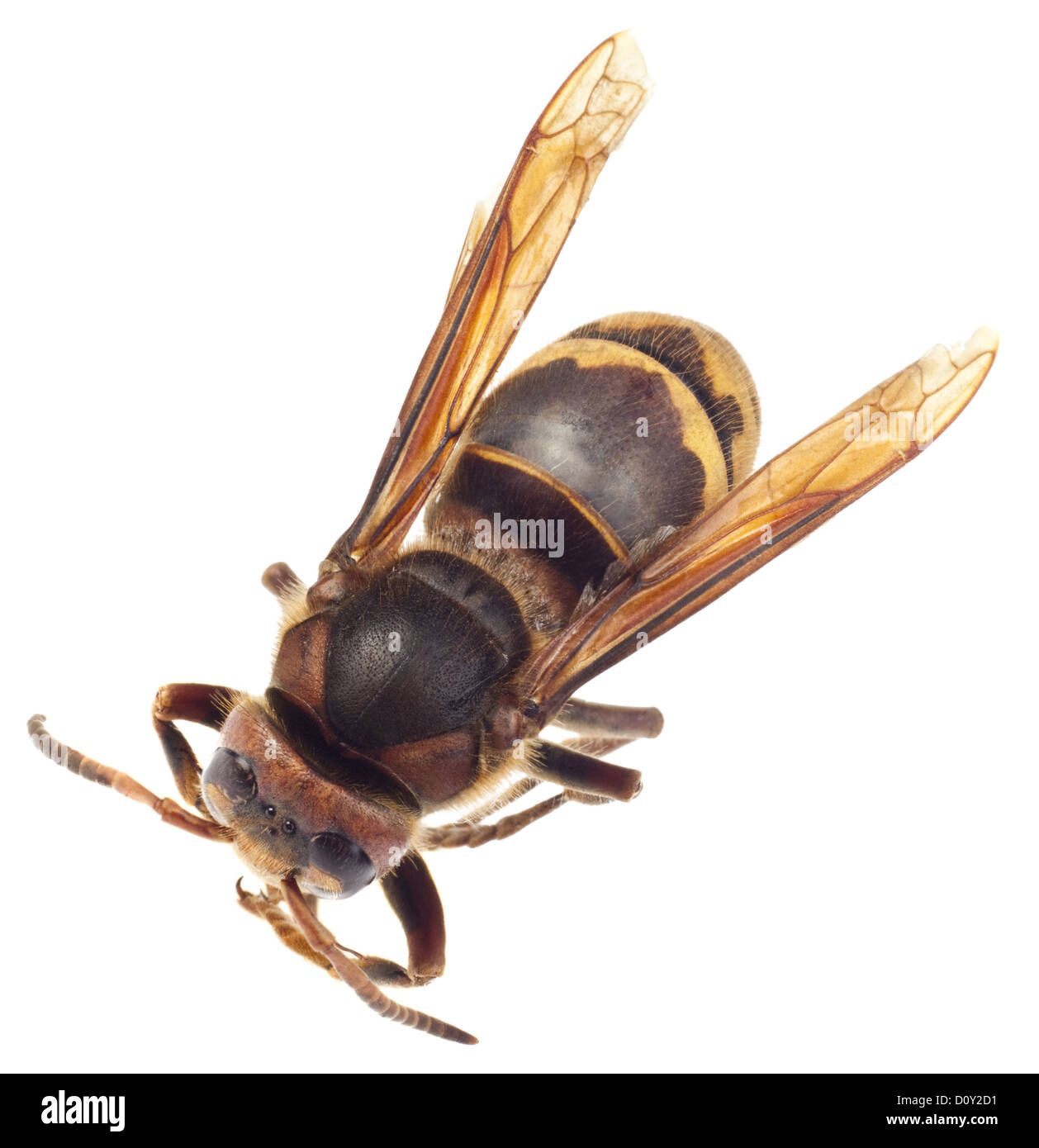 Hornet insect hi-res stock photography and images - Alamy