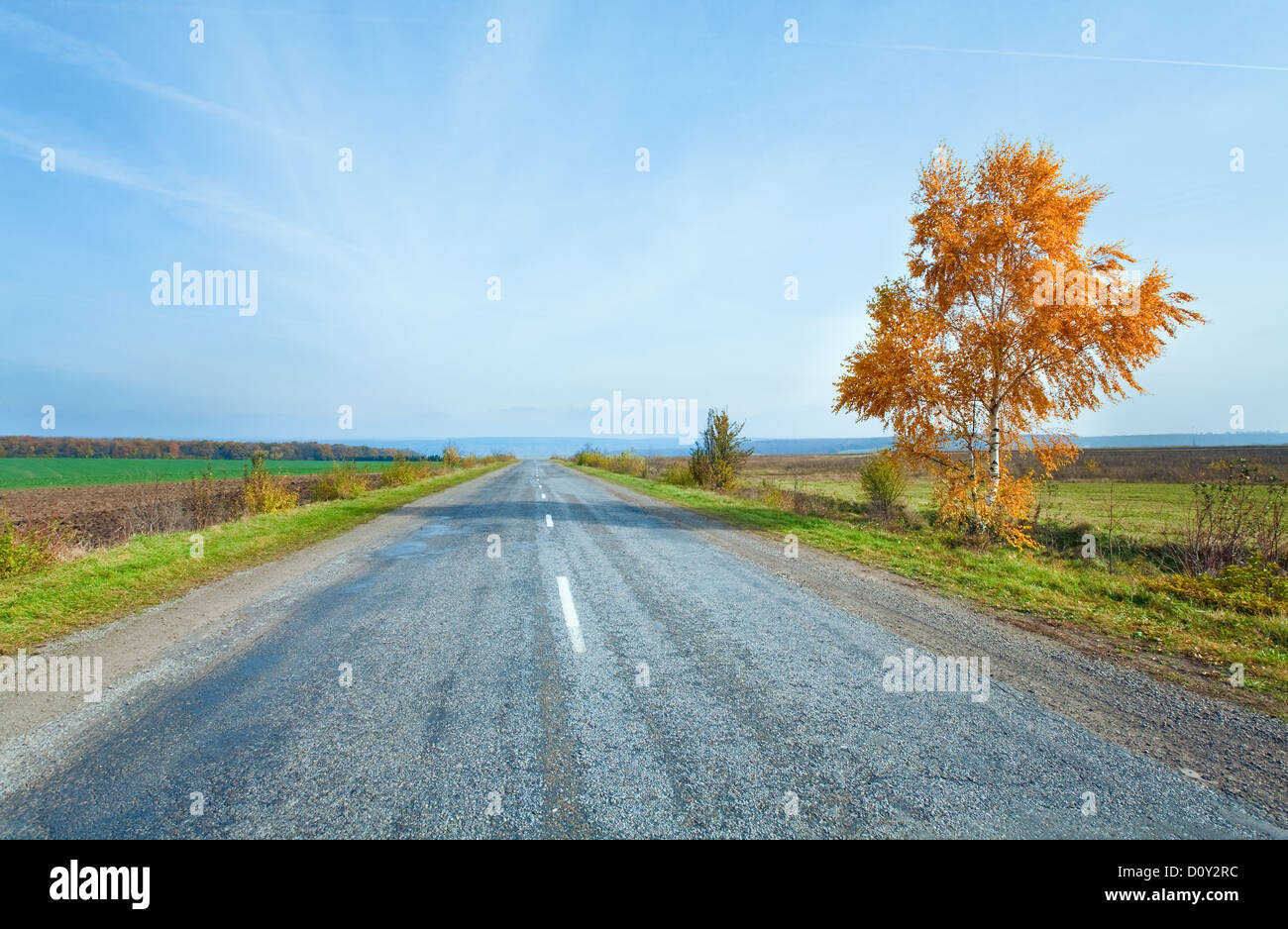 Autumn road and yellow birch Stock Photo - Alamy
